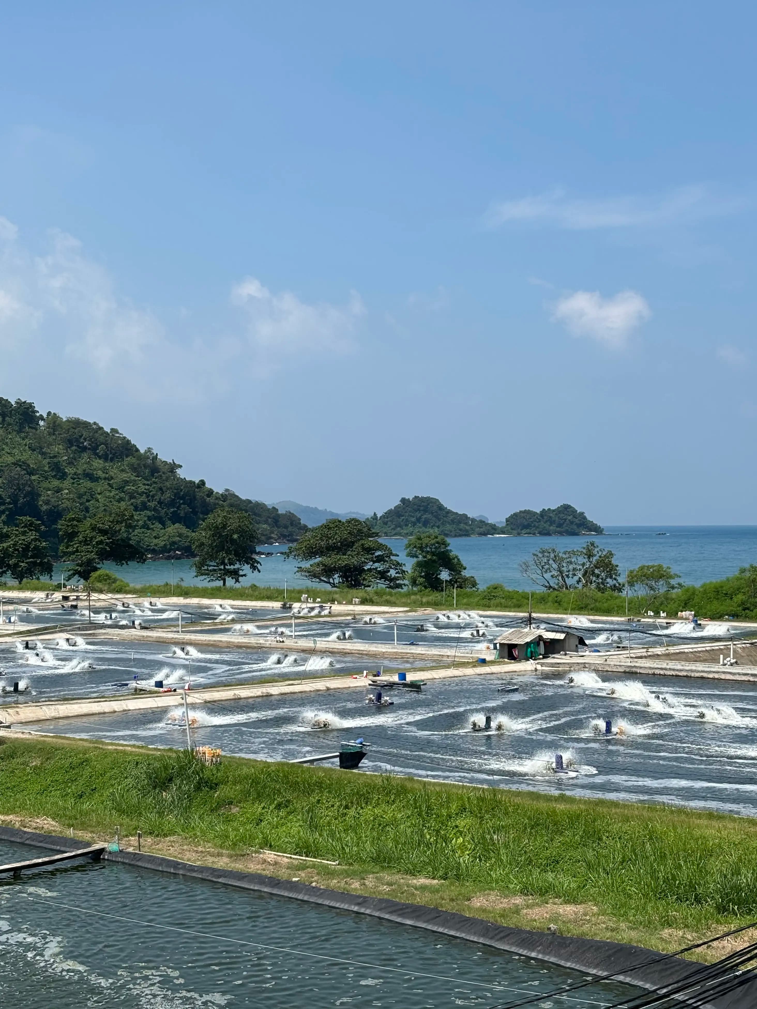 Stress in Shrimp Farming —