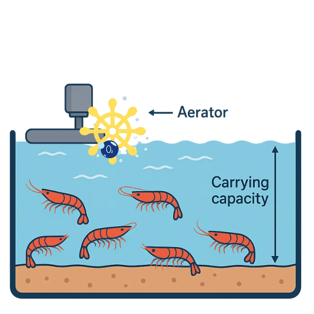 Shrimp pond carrying capacity illustration
