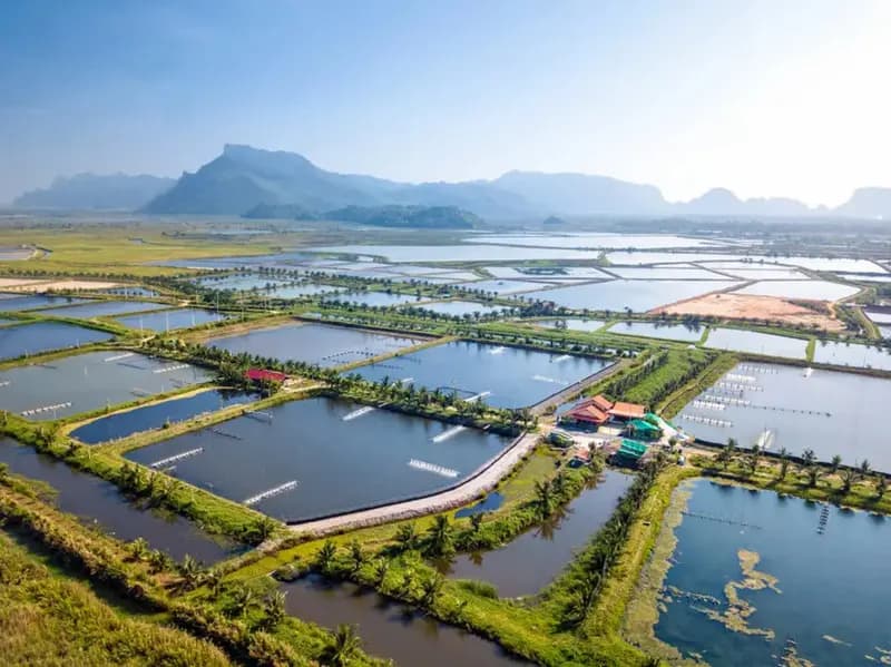 Economic losses of multi billion $ every year in shrimp aquaculture